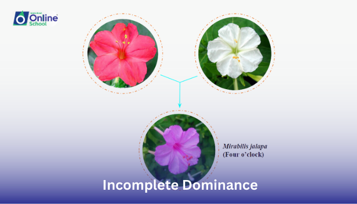 Lesson 07: Explanation of Incomplete Dominance and Example in 4 O’clock Plant